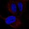 Zinc Finger Protein 239 antibody, PA5-65082, Invitrogen Antibodies, Immunofluorescence image 