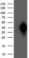 N-acyl-phosphatidylethanolamine-hydrolyzing phospholipase D antibody, TA503859, Origene, Western Blot image 