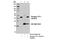 NK2 Homeobox 1 antibody, 13608S, Cell Signaling Technology, Immunoprecipitation image 