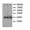 VEGF antibody, PA1080, Boster Biological Technology, Western Blot image 