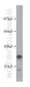 Replication factor C subunit 3 antibody, 11814-1-AP, Proteintech Group, Western Blot image 