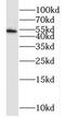 Protein Phosphatase 2 Regulatory Subunit B''Gamma antibody, FNab06721, FineTest, Western Blot image 