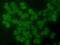 BLK Proto-Oncogene, Src Family Tyrosine Kinase antibody, orb339002, Biorbyt, Immunofluorescence image 