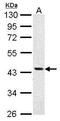 Argininosuccinate synthase antibody, TA308171, Origene, Western Blot image 