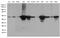 DExD-Box Helicase 39B antibody, LS-C793082, Lifespan Biosciences, Western Blot image 