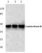 Creatine kinase M-type antibody, AP06658PU-N, Origene, Western Blot image 
