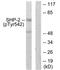 Piwi-like protein 1 antibody, orb221857, Biorbyt, Western Blot image 