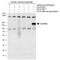 Rho guanine nucleotide exchange factor 2 antibody, PA5-78489, Invitrogen Antibodies, Western Blot image 