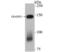 Protein diaphanous homolog 1 antibody, NBP2-75470, Novus Biologicals, Western Blot image 
