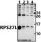 Ribosomal Protein S27 Like antibody, A12106-1, Boster Biological Technology, Western Blot image 