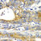 Golgi reassembly-stacking protein 1 antibody, 22-347, ProSci, Immunohistochemistry paraffin image 