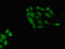 hPot1 antibody, LS-C679099, Lifespan Biosciences, Immunofluorescence image 