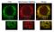 Fission, Mitochondrial 1 antibody, 10956-1-AP, Proteintech Group, Immunofluorescence image 