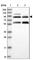 N(Alpha)-Acetyltransferase 25, NatB Auxiliary Subunit antibody, HPA039322, Atlas Antibodies, Western Blot image 