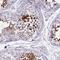 Leucine Rich Repeat Containing 37 Member A3 antibody, NBP2-46690, Novus Biologicals, Immunohistochemistry frozen image 