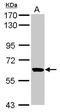 RUN And FYVE Domain Containing 1 antibody, GTX119222, GeneTex, Western Blot image 