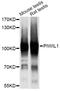 Piwi Like RNA-Mediated Gene Silencing 1 antibody, LS-C748617, Lifespan Biosciences, Western Blot image 