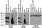 Mitochondrial Fission Factor antibody, 73-366, Antibodies Incorporated, Western Blot image 