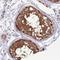Cell Death Inducing P53 Target 1 antibody, NBP2-14381, Novus Biologicals, Immunohistochemistry frozen image 