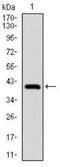 NEDD8 Ubiquitin Like Modifier antibody, NBP2-37523, Novus Biologicals, Western Blot image 