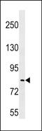 Leucine Rich Repeat Containing 70 antibody, PA5-49118, Invitrogen Antibodies, Western Blot image 
