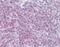Delta Like Canonical Notch Ligand 1 antibody, orb96295, Biorbyt, Immunohistochemistry paraffin image 