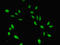 Cell Division Cycle 45 antibody, LS-C675489, Lifespan Biosciences, Immunofluorescence image 
