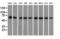 Peroxisomal targeting signal 1 receptor antibody, LS-C115417, Lifespan Biosciences, Western Blot image 