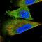 ETV7 antibody, NBP1-81761, Novus Biologicals, Immunofluorescence image 