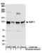 Tripartite Motif Containing 28 antibody, A304-145A, Bethyl Labs, Western Blot image 