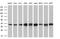 Ubiquitin-like-conjugating enzyme ATG3 antibody, MA5-25610, Invitrogen Antibodies, Western Blot image 
