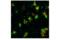 CD45 antibody, 55307S, Cell Signaling Technology, Immunofluorescence image 