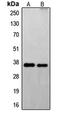 Fas apoptotic inhibitory molecule 2 antibody, LS-C353333, Lifespan Biosciences, Western Blot image 