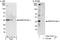 MARCKS Like 1 antibody, A302-375A, Bethyl Labs, Western Blot image 