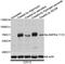 Protein Kinase AMP-Activated Catalytic Subunit Alpha 1 antibody, AP0116, ABclonal Technology, Western Blot image 