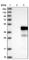 Ubiquitin Conjugating Enzyme E2 J1 antibody, HPA003509, Atlas Antibodies, Western Blot image 