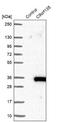 Chromosome 9 Open Reading Frame 135 antibody, NBP1-90685, Novus Biologicals, Western Blot image 