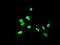 ETS Transcription Factor ELK3 antibody, NBP2-01264, Novus Biologicals, Immunofluorescence image 