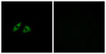 G Protein-Coupled Receptor 152 antibody, abx015308, Abbexa, Western Blot image 