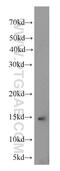NADH:Ubiquinone Oxidoreductase Subunit A6 antibody, 15445-1-AP, Proteintech Group, Western Blot image 