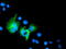 TAZ antibody, TA503396, Origene, Immunofluorescence image 
