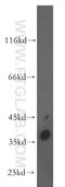 Complement C1q tumor necrosis factor-related protein 1 antibody, 12209-1-AP, Proteintech Group, Western Blot image 