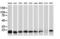 Destrin antibody, LS-C172798, Lifespan Biosciences, Western Blot image 