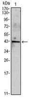 Inhibin Subunit Alpha antibody, AM06527SU-N, Origene, Western Blot image 