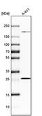 Progesterone Receptor Membrane Component 2 antibody, PA5-59465, Invitrogen Antibodies, Western Blot image 