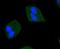 Janus Kinase 2 antibody, A00027Y1007Y1008, Boster Biological Technology, Immunocytochemistry image 