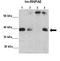 Heterogeneous nuclear ribonucleoprotein A0 antibody, orb324888, Biorbyt, Immunohistochemistry paraffin image 