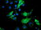 Schlafen Like 1 antibody, LS-C115751, Lifespan Biosciences, Immunofluorescence image 