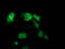 Ankyrin Repeat Domain 53 antibody, TA502598, Origene, Immunofluorescence image 