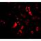 Barrier-to-autointegration factor antibody, LS-B1332, Lifespan Biosciences, Immunofluorescence image 